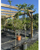 Figovník obyčajný (Ficus carica) ´BROGIOTTO NERO´