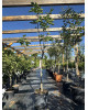 Figovník obyčajný (Ficus carica) ´BROGIOTTO NERO´