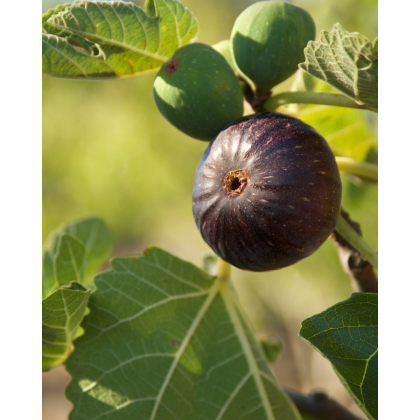 Figovník obyčajný (Ficus carica) ´BROGIOTTO NERO´ Figovník obyčajný (Ficus carica) ´BROGIOTTO NERO´