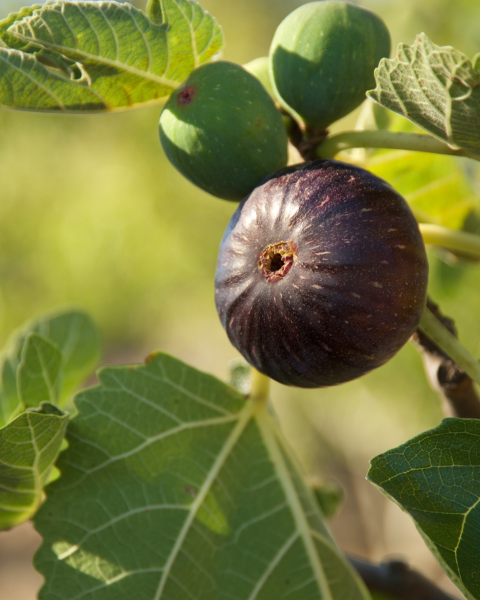 Figovník obyčajný (Ficus carica) ´BROGIOTTO NERO´ Figovník obyčajný (Ficus carica) ´BROGIOTTO NERO´