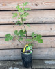 Figovník obyčajný (Ficus carica) ´BROWN TURKEY´ Figovník obyčajný (Ficus carica) ´BROWN TURKEY´