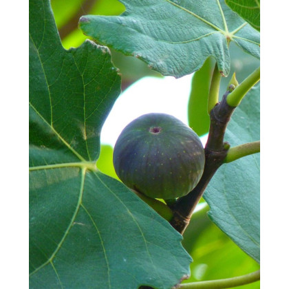 Figovník obyčajný (Ficus carica) ´BROWN TURKEY´ Figovník obyčajný (Ficus carica) ´BROWN TURKEY´