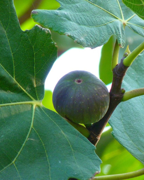 Figovník obyčajný (Ficus carica) ´BROWN TURKEY´ Figovník obyčajný (Ficus carica) ´BROWN TURKEY´