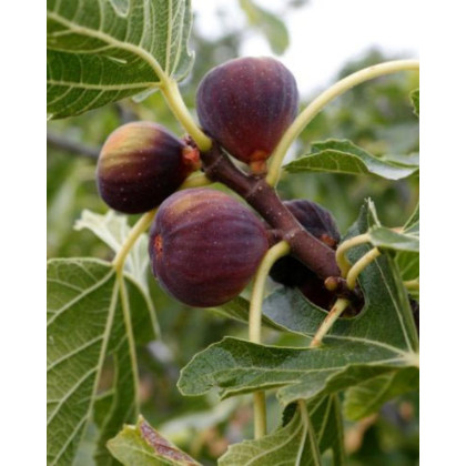 Figovník obyčajný (Ficus carica) ´BROWN TURKEY´ Figovník obyčajný (Ficus carica) ´BROWN TURKEY´