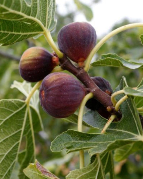 Figovník obyčajný (Ficus carica) ´BROWN TURKEY´