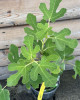 Figovník obyčajný (Ficus carica) ´BROWN TURKEY´ Figovník obyčajný (Ficus carica) ´BROWN TURKEY´