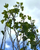 Figovník obyčajný (Ficus carica) ´BROWN TURKEY´