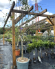 Figovník obyčajný (Ficus carica) ´BROWN TURKEY´