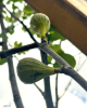 Figovník obyčajný (Ficus carica) ´BROWN TURKEY´