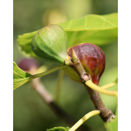 Figovník obyčajný (Ficus carica) ´BROWN TURKEY´ Figovník obyčajný (Ficus carica) ´BROWN TURKEY´