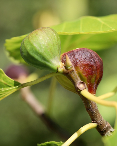 Figovník obyčajný (Ficus carica) ´BROWN TURKEY´ Figovník obyčajný (Ficus carica) ´BROWN TURKEY´