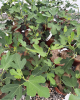 Figovník obyčajný (Ficus carica) ´BROWN TURKEY´