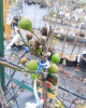 Figovník (Ficus carica) ´BROWN TURKEY´ Figovník (Ficus carica) ´BROWN TURKEY´