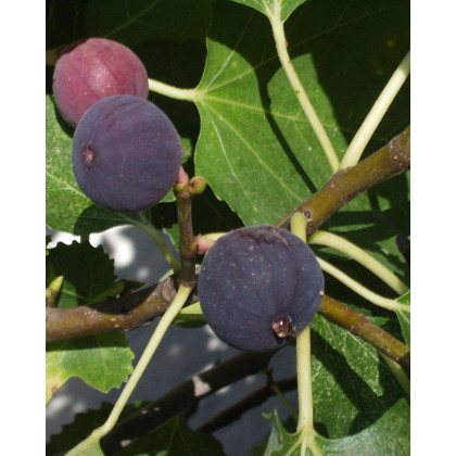 Figovník (Ficus carica) ´BROWN TURKEY´ Figovník (Ficus carica) ´BROWN TURKEY´