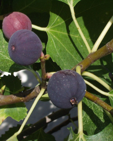 Figovník (Ficus carica) ´BROWN TURKEY´ Figovník (Ficus carica) ´BROWN TURKEY´
