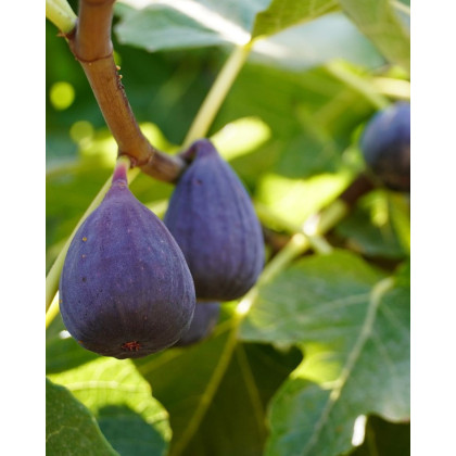 Figovník obyčajný (Ficus carica) ´LITTLE MISS FIGGY´ Figovník obyčajný (Ficus carica) ´LITTLE MISS FIGGY´