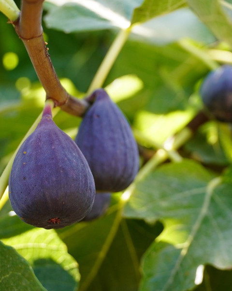 Figovník obyčajný (Ficus carica) ´LITTLE MISS FIGGY´ Figovník obyčajný (Ficus carica) ´LITTLE MISS FIGGY´