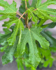 Figovník obyčajný (Ficus carica) ´LITTLE MISS FIGGY´ Figovník obyčajný (Ficus carica) ´LITTLE MISS FIGGY´