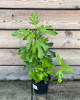 Figovník obyčajný (Ficus carica) ´LITTLE MISS FIGGY´ Figovník obyčajný (Ficus carica) ´LITTLE MISS FIGGY´