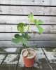 Figovník jedlý (Ficus carica) ´PERRETTA´