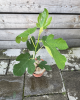 Figovník jedlý (Ficus carica) ´PERRETTA´