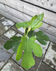 Figovník jedlý (Ficus carica) ´PERRETTA´