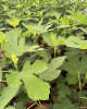 Figovník jedlý (Ficus carica) ´PERRETTA´