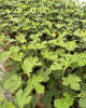 Figovník jedlý (Ficus carica) ´PERRETTA´