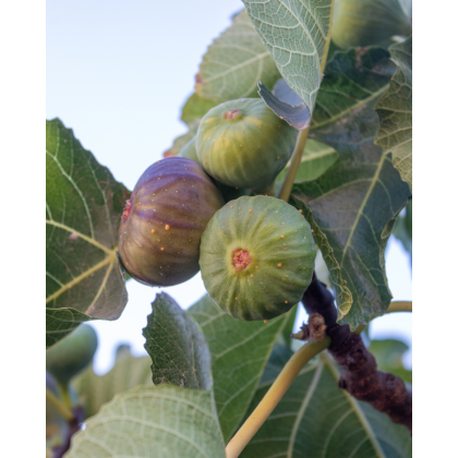 Figovník jedlý (Ficus carica) ´PERRETTA´ Figovník jedlý (Ficus carica) ´PERRETTA´