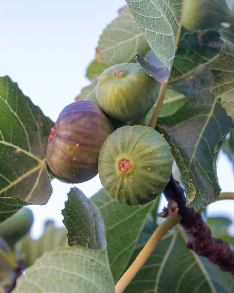 Figovník jedlý (Ficus carica) ´PERRETTA´