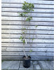 Figovník jedlý (Ficus Carica) ´VIOLETTE DAUPHINE´