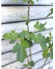 Figovník jedlý (Ficus Carica) ´VIOLETTE DAUPHINE´