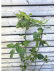 Figovník jedlý (Ficus Carica) ´VIOLETTE DAUPHINE´