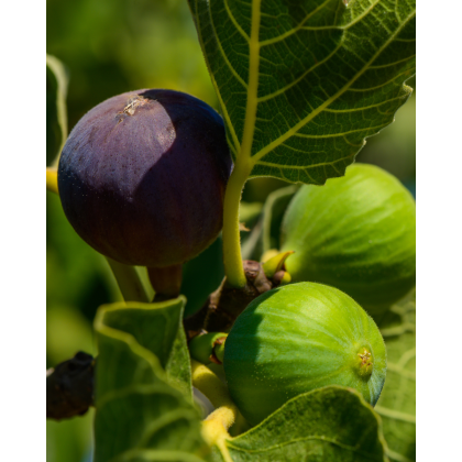 Figovník jedlý (Ficus Carica) ´VIOLETTE DAUPHINE´ Figovník jedlý (Ficus Carica) ´VIOLETTE DAUPHINE´
