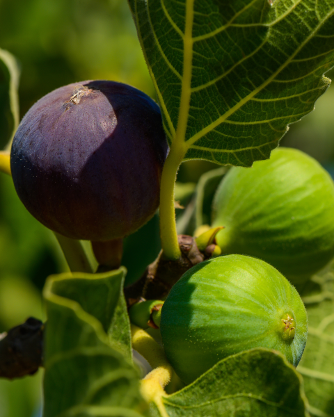 Figovník jedlý (Ficus Carica) ´VIOLETTE DAUPHINE´ Figovník jedlý (Ficus Carica) ´VIOLETTE DAUPHINE´