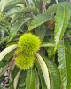 Gaštan jedlý (Castanea Sativa) ´MARSOL´
