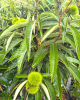 Gaštan jedlý (Castanea Sativa) ´PRÉCOCE MIGOULE´ Gaštan jedlý (Castanea Sativa) ´PRÉCOCE MIGOULE´