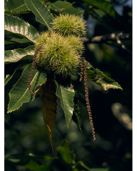 Gaštan jedlý (Castanea Sativa) ´MARAVAL´ Gaštan jedlý (Castanea Sativa) ´MARAVAL´