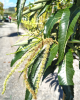 Gaštan jedlý (Castanea Sativa) ´MARAVAL´ Gaštan jedlý (Castanea Sativa) ´MARAVAL´