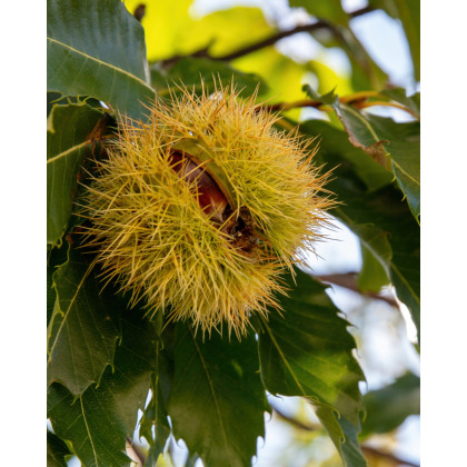 Gaštan jedlý (Castanea Sativa) ´MARSOL´ Gaštan jedlý (Castanea Sativa) ´MARSOL´