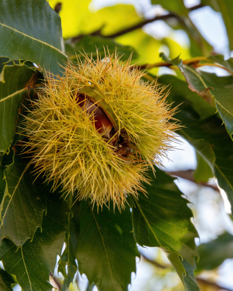 Gaštan jedlý (Castanea Sativa) ´MARSOL´