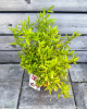 Granátové jablko (Punica granatum)
