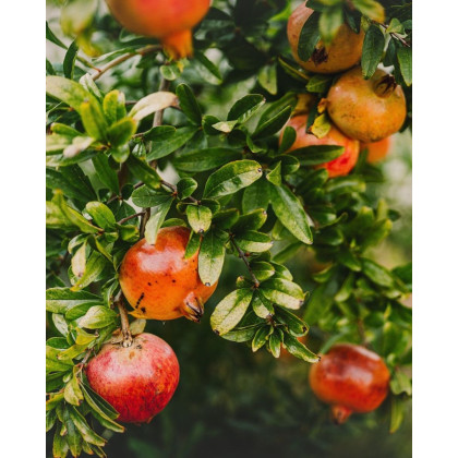 Granátové jablko (Punica granatum) ´WONDERFUL´ Granátové jablko (Punica granatum) ´WONDERFUL´