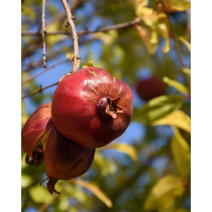 Granátovník púnsky (Punica Granatum) ´MOLLAR DE ELCHE´ Granátovník púnsky (Punica Granatum) ´MOLLAR DE ELCHE´