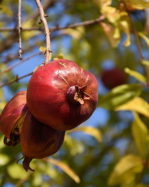 Granátovník púnsky (Punica Granatum) ´MOLLAR DE ELCHE´ Granátovník púnsky (Punica Granatum) ´MOLLAR DE ELCHE´