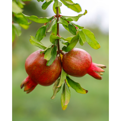 Granátové jablko (Punica granatum) Granátové jablko (Punica granatum)