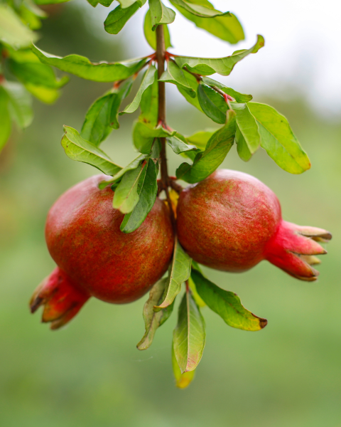 Granátové jablko (Punica granatum)