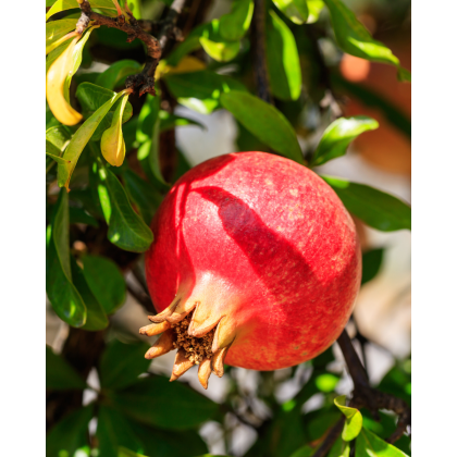 Granátovník púnsky (Punica Granatum) ´MOLLAR DE ELCHE´ Granátovník púnsky (Punica Granatum) ´MOLLAR DE ELCHE´