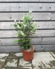 Guava ananásová (Acca Sellowiana Feijoa) Guava ananásová (Acca Sellowiana Feijoa)