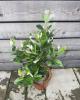 Guava ananásová (Acca Sellowiana Feijoa) Guava ananásová (Acca Sellowiana Feijoa)